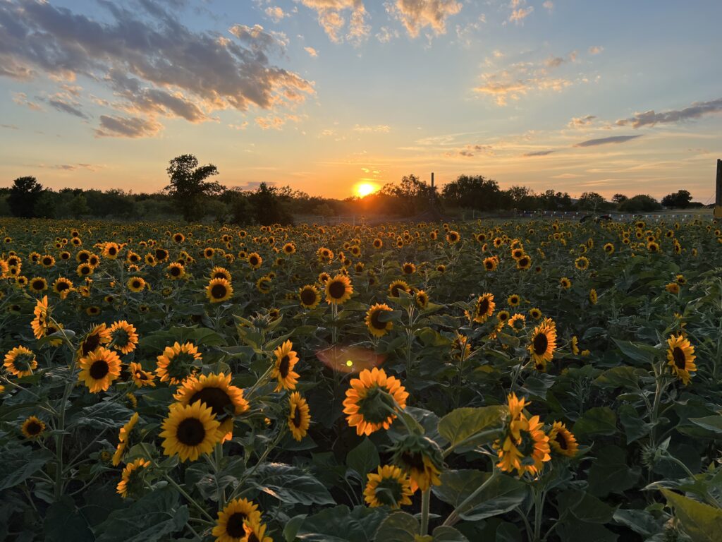 Dead Summer, Reimagined